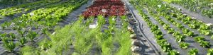 פרמקלצ’ר / permaculture